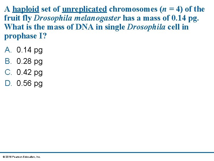 A haploid set of unreplicated chromosomes (n = 4) of the fruit fly Drosophila