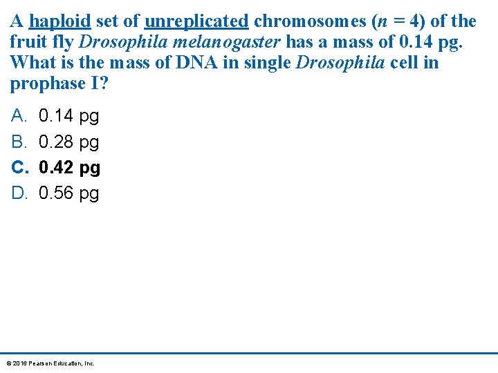 A haploid set of unreplicated chromosomes (n = 4) of the fruit fly Drosophila