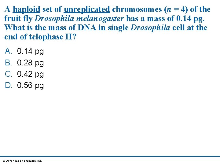 A haploid set of unreplicated chromosomes (n = 4) of the fruit fly Drosophila