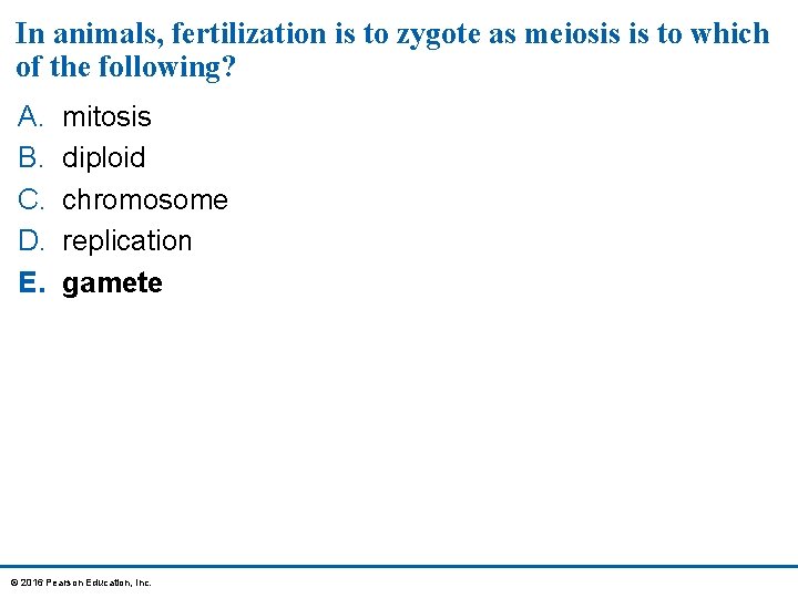 In animals, fertilization is to zygote as meiosis is to which of the following?