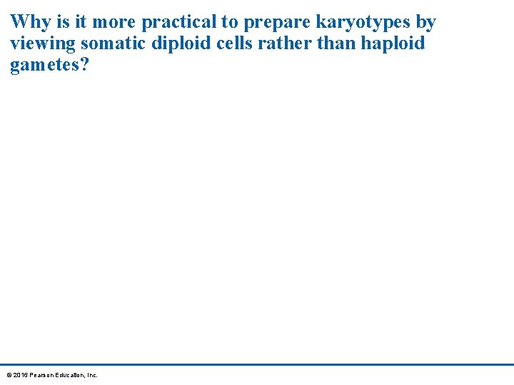 Why is it more practical to prepare karyotypes by viewing somatic diploid cells rather