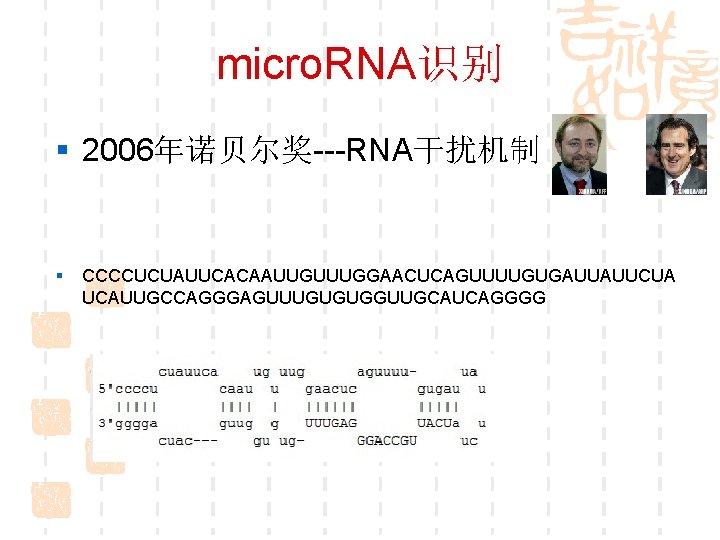 micro. RNA识别 § 2006年诺贝尔奖---RNA干扰机制 § CCCCUCUAUUCACAAUUGUUUGGAACUCAGUUUUGUGAUUAUUCUA UCAUUGCCAGGGAGUUUGUGUGGUUGCAUCAGGGG 