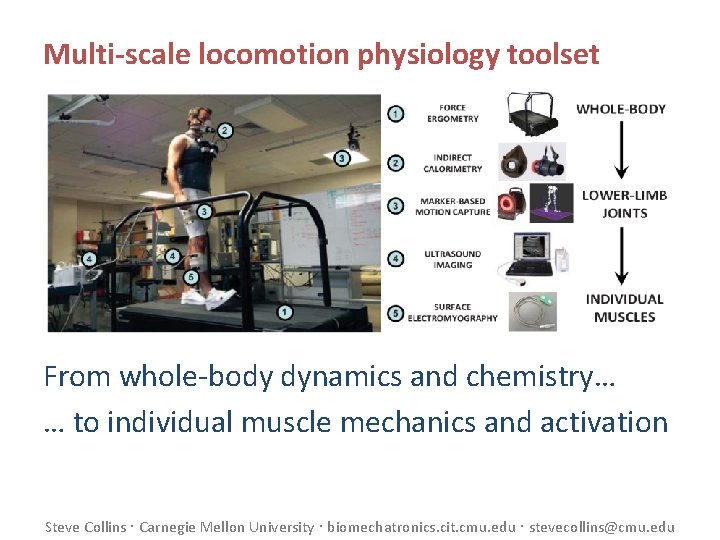 Multi-scale locomotion physiology toolset From whole-body dynamics and chemistry… … to individual muscle mechanics