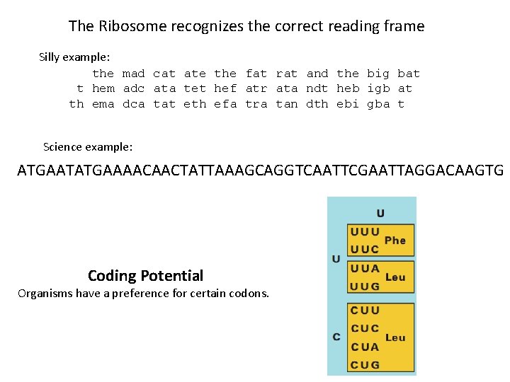 The Ribosome recognizes the correct reading frame Silly example: the mad cat ate the