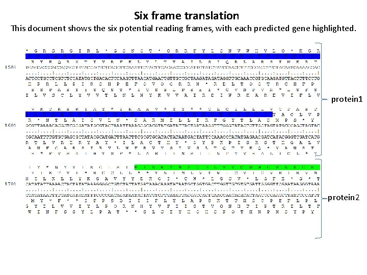 Six frame translation This document shows the six potential reading frames, with each predicted