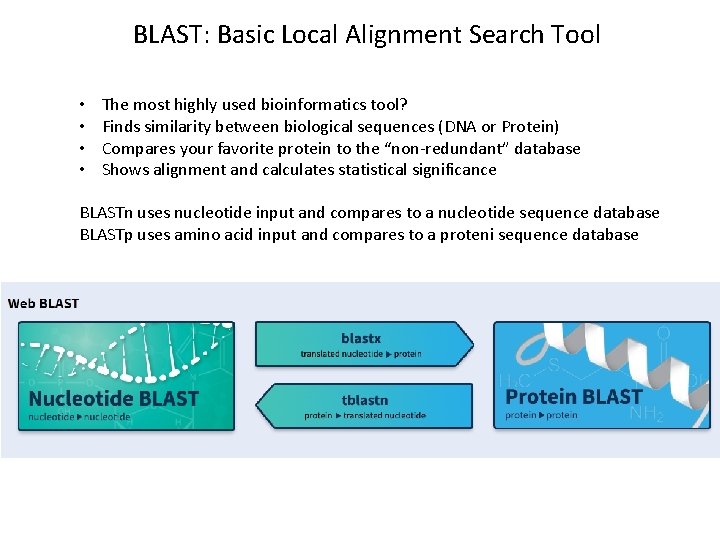 BLAST: Basic Local Alignment Search Tool • • The most highly used bioinformatics tool?