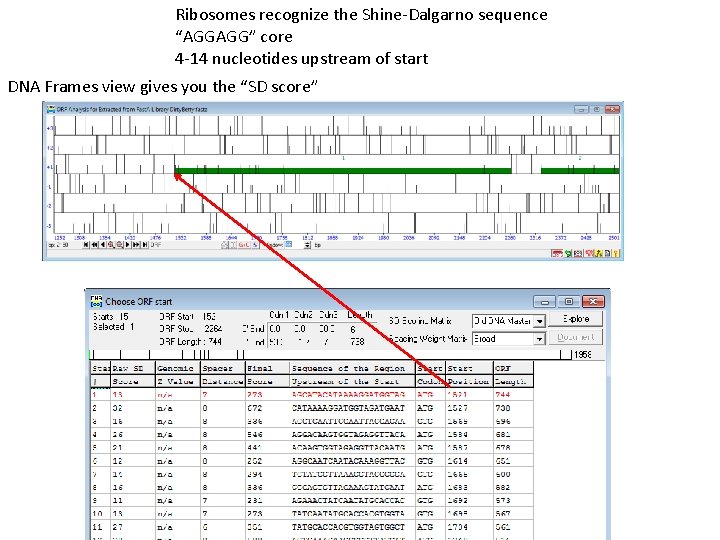 Ribosomes recognize the Shine-Dalgarno sequence “AGGAGG” core 4 -14 nucleotides upstream of start DNA