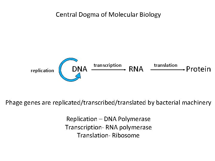 Central Dogma of Molecular Biology replication DNA transcription RNA translation Protein Phage genes are