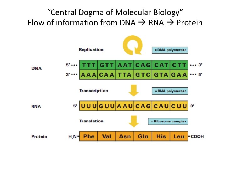 “Central Dogma of Molecular Biology” Flow of information from DNA RNA Protein 