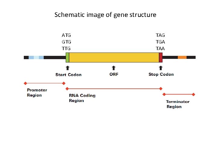 Schematic image of gene structure ATG GTG TAG TGA TAA 