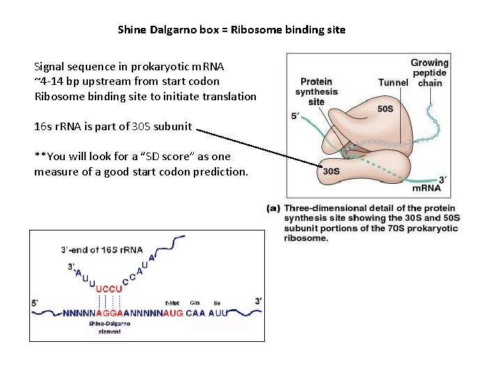 Shine Dalgarno box = Ribosome binding site Signal sequence in prokaryotic m. RNA ~4