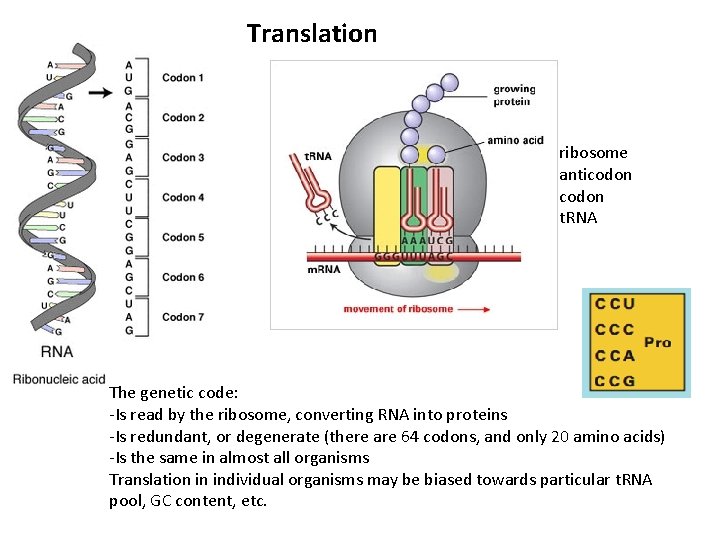 Translation ribosome anticodon t. RNA The genetic code: -Is read by the ribosome, converting