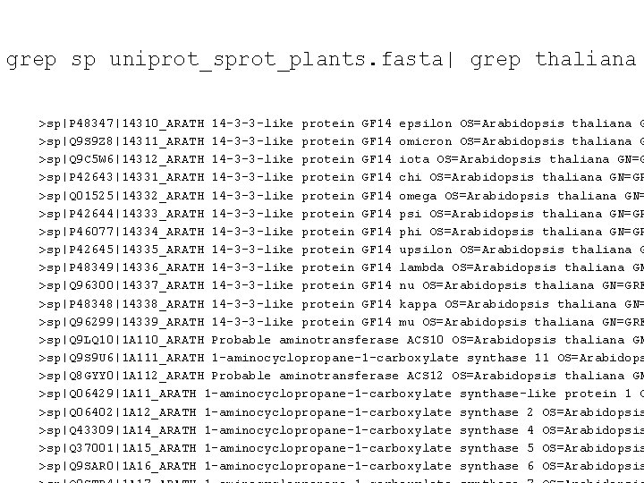 grep sp uniprot_sprot_plants. fasta| grep thaliana >sp|P 48347|14310_ARATH 14 -3 -3 -like protein GF