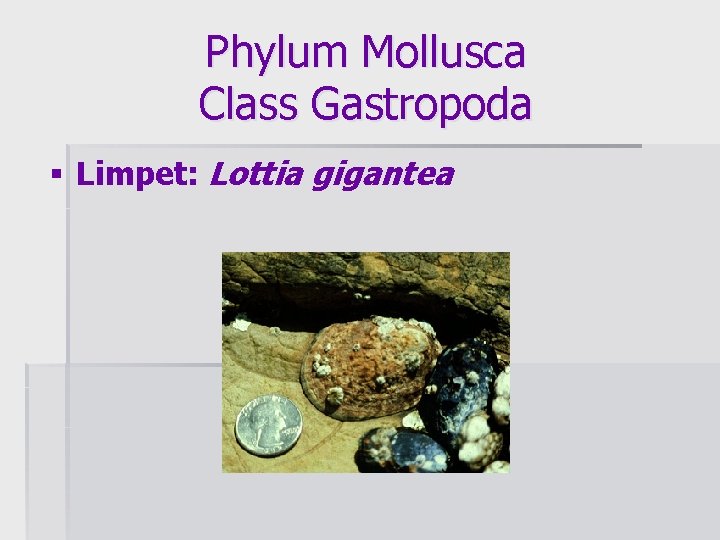 Phylum Mollusca Class Gastropoda § Limpet: Lottia gigantea 