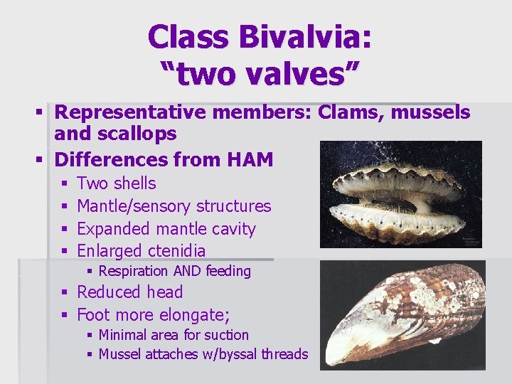 Class Bivalvia: “two valves” § Representative members: Clams, mussels and scallops § Differences from