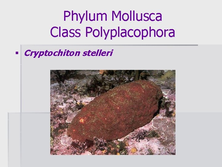 Phylum Mollusca Class Polyplacophora § Cryptochiton stelleri 