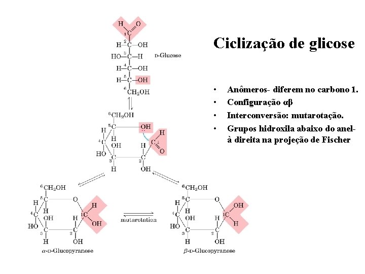 Ciclização de glicose • • Anômeros- diferem no carbono 1. Configuração αβ Interconversão: mutarotação.