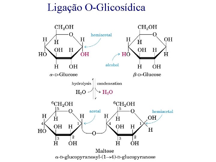 Ligação O-Glicosídica 