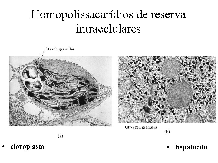 Homopolissacarídios de reserva intracelulares • cloroplasto • hepatócito 