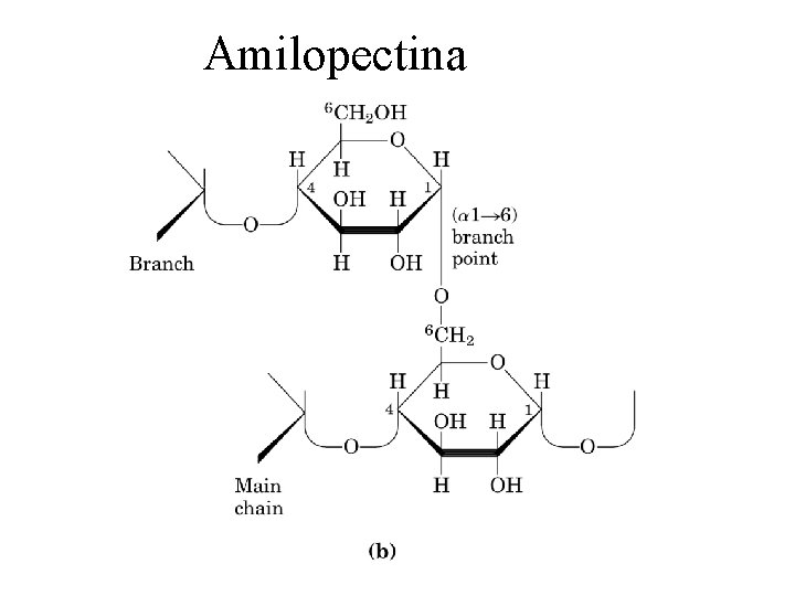 Amilopectina 