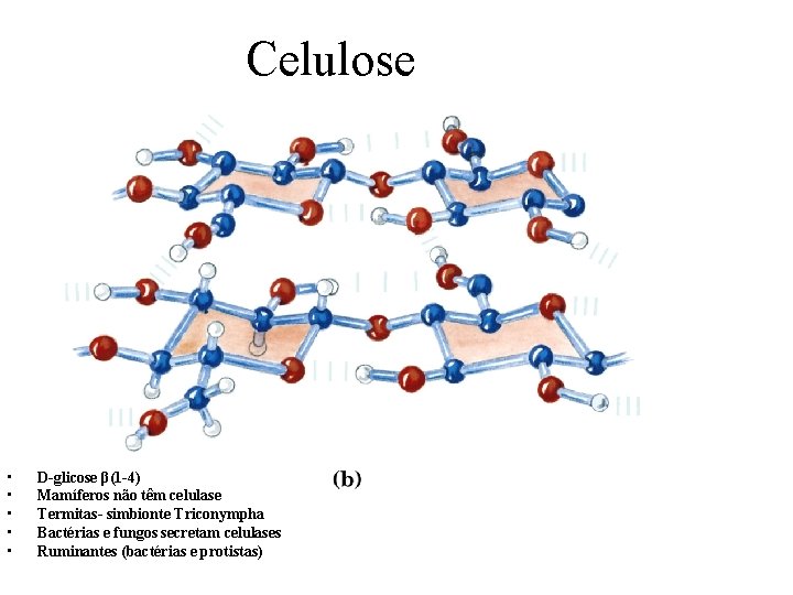 Celulose • • • D-glicose β(1 -4) Mamíferos não têm celulase Termitas- simbionte Triconympha