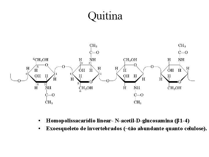 Quitina • Homopolissacarídio linear- N-acetil-D-glucosamina (β 1 -4) • Exoesqueleto de invertebrados (~tão abundante