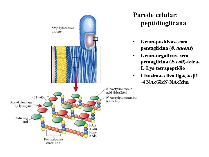 Parede celular: peptidioglicana • • • Gram-positivas- com pentaglicina (S. aureus) Gram-negativas- sem pentaglicina