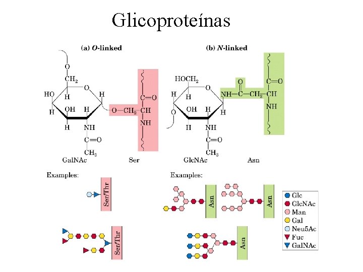 Glicoproteínas 