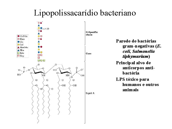 Lipopolissacarídio bacteriano Parede de bactérias gram-negativas (E. coli, Salmonella tiphymurium) Principal alvo de anticorpos