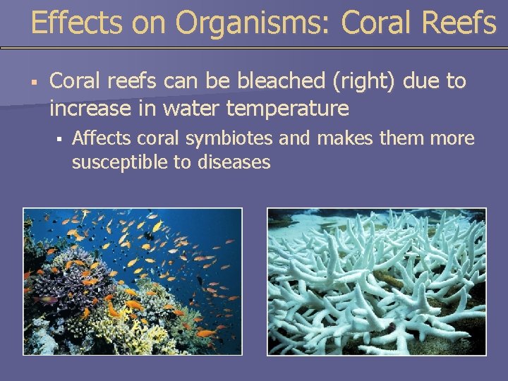 Effects on Organisms: Coral Reefs § Coral reefs can be bleached (right) due to