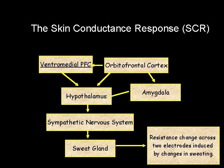 The Skin Conductance Response (SCR) Ventromedial PFC Orbitofrontal Cortex Hypothalamus Amygdala Sympathetic Nervous System The Skin Conductance Response (SCR) Ventromedial PFC Orbitofrontal Cortex Hypothalamus Amygdala Sympathetic Nervous System