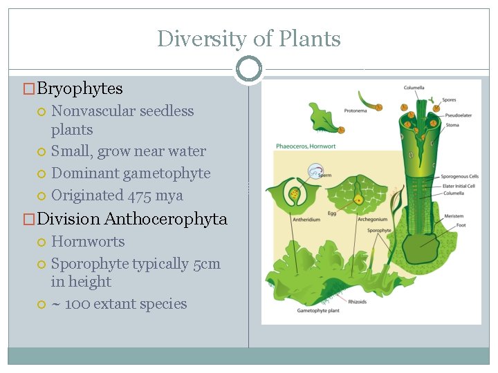 Diversity of Plants ALCOS OBJECTIVE 1 Diversity of