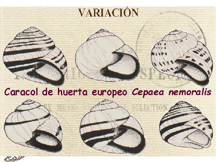 Caracol de huerta europeo Cepaea nemoralis Dr. Antonio Barbadilla Tema 17: Genética Poblaciones I