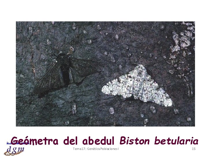Geómetra del abedul Biston betularia Dr. Antonio Barbadilla Tema 17: Genética Poblaciones I 15