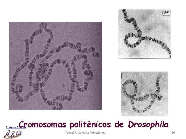 Cromosomas politénicos de Drosophila Dr. Antonio Barbadilla Tema 17: Genética Poblaciones I 16 