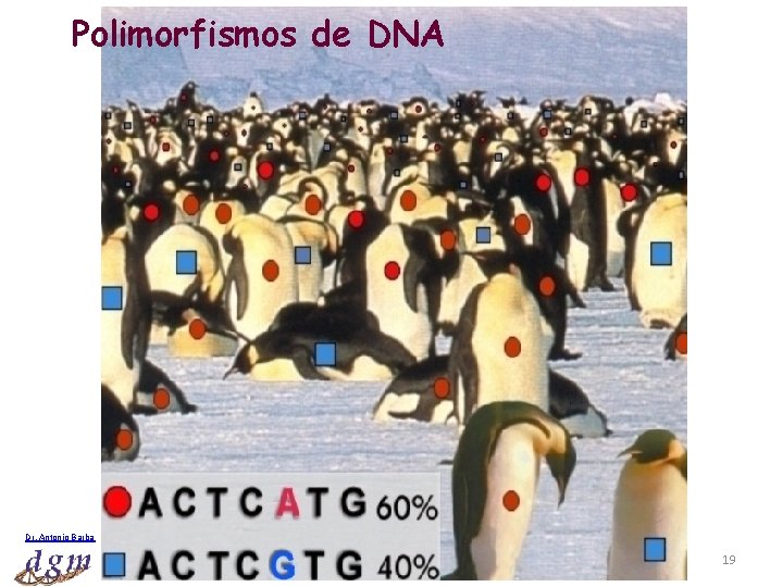 Polimorfismos de DNA Dr. Antonio Barbadilla Tema 17: Genética Poblaciones I 19 