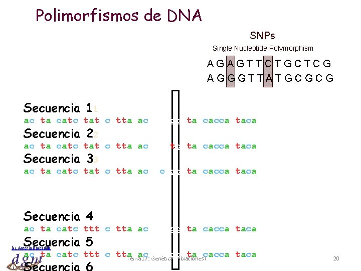 Polimorfismos de DNA SNPs Single Nucleotide Polymorphism AGAGTTCTGCTCG AGGGTTATGCGCG Secuencia 11 acgtagcatcgtatgcgttagacgggggggtagcaccagtacag Secuencia 22