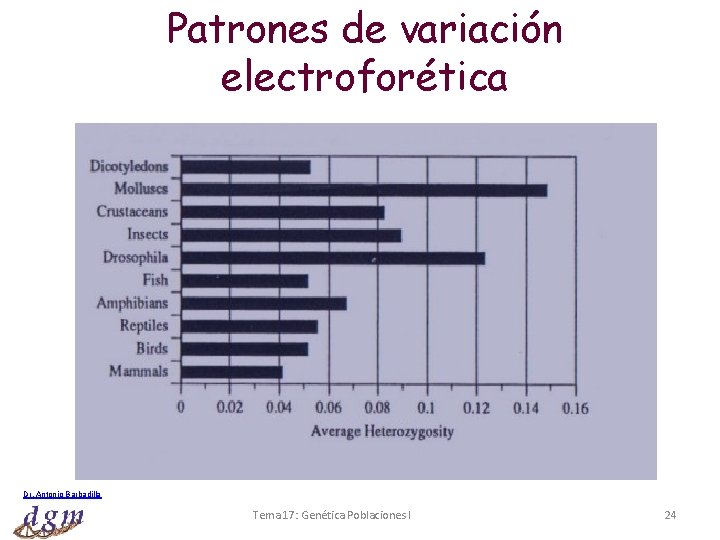 Patrones de variación electroforética Dr. Antonio Barbadilla Tema 17: Genética Poblaciones I 24 