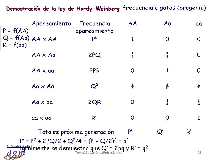 Demostración de la ley de Hardy-Weinberg P = f(AA) Q = f(Aa) R =