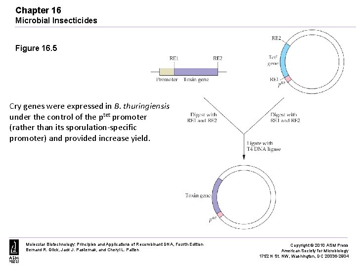 Chapter 16 Microbial Insecticides Figure 16. 5 Cry genes were expressed in B. thuringiensis