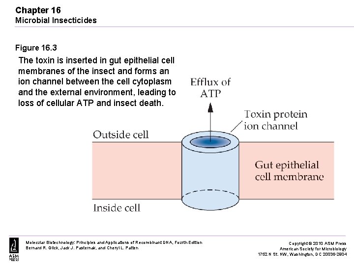Chapter 16 Microbial Insecticides Figure 16. 3 The toxin is inserted in gut epithelial