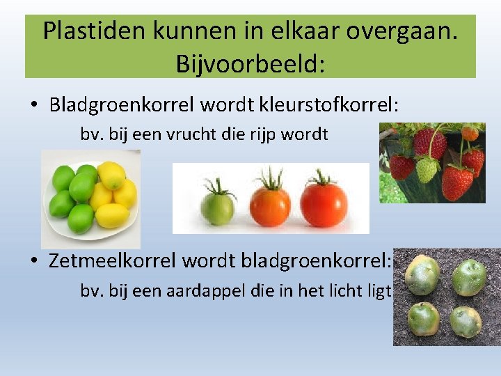 Plastiden kunnen in elkaar overgaan. Bijvoorbeeld: • Bladgroenkorrel wordt kleurstofkorrel: bv. bij een vrucht