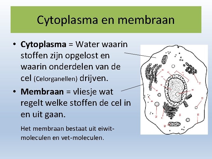 Cytoplasma en membraan • Cytoplasma = Water waarin stoffen zijn opgelost en waarin onderdelen