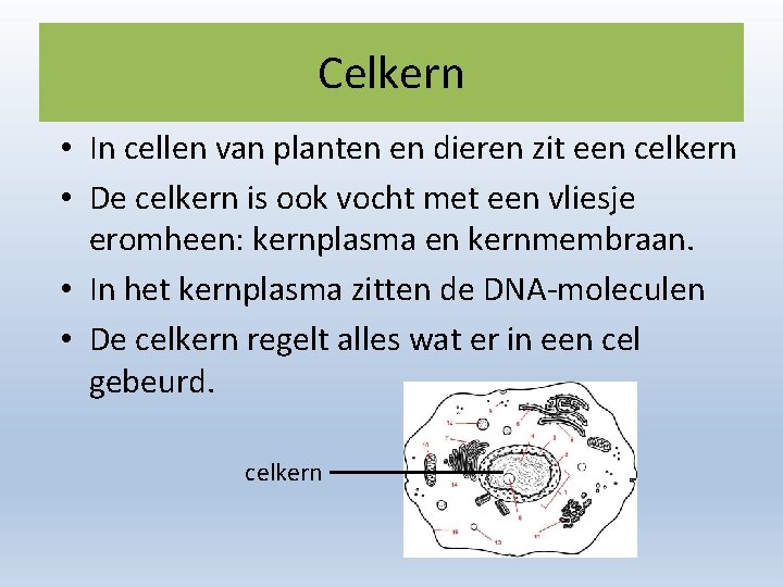 Celkern • In cellen van planten en dieren zit een celkern • De celkern