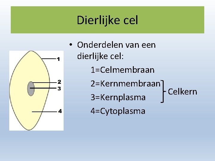 Dierlijke cel • Onderdelen van een dierlijke cel: 1=Celmembraan 2=Kernmembraan Celkern 3=Kernplasma 4=Cytoplasma 