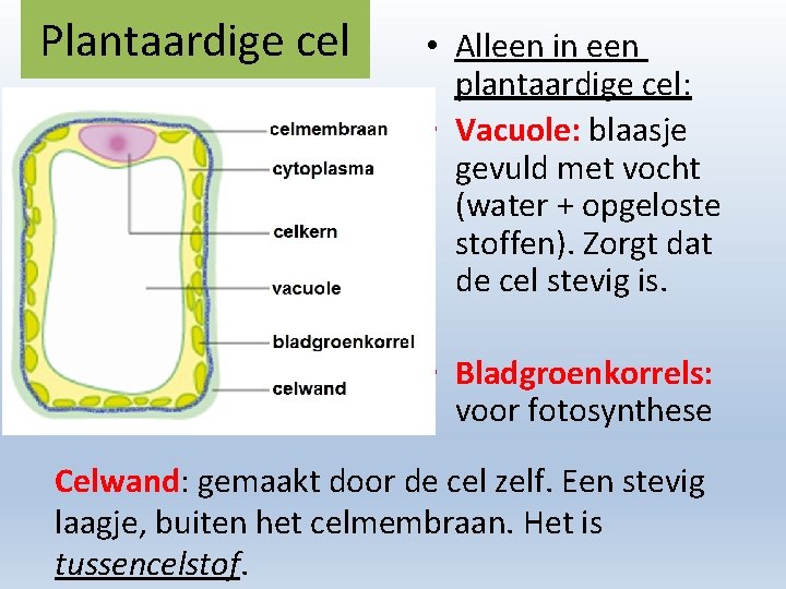 Plantaardige cel • Alleen in een plantaardige cel: • Vacuole: blaasje gevuld met vocht