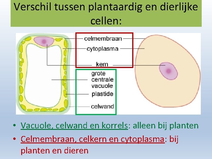 Verschil tussen plantaardig en dierlijke cellen: • Vacuole, celwand en korrels: alleen bij planten