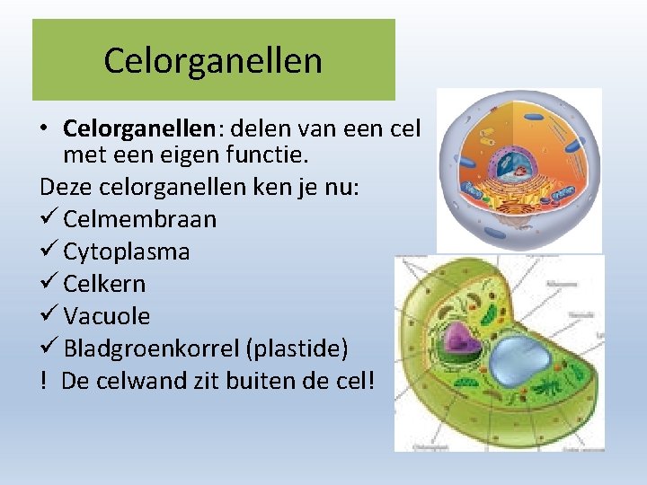 Celorganellen • Celorganellen: delen van een cel met een eigen functie. Deze celorganellen ken