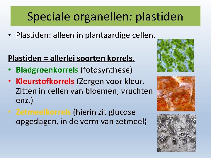 Speciale organellen: plastiden • Plastiden: alleen in plantaardige cellen. Plastiden = allerlei soorten korrels.