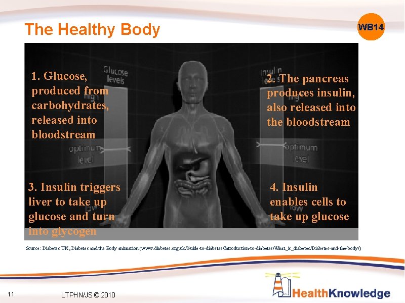 The Healthy Body WB 14 1. Glucose, produced from carbohydrates, released into bloodstream 2.